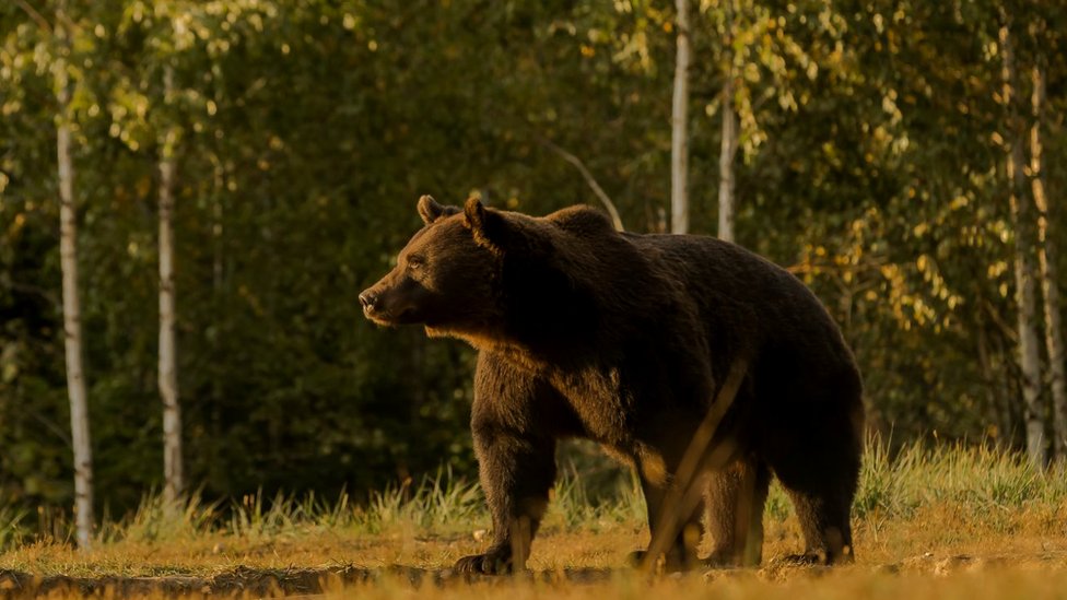 Životinje i lov: Princ iz Lihtenštajna osumnjičen da je ubio jednog od najvećih evropskih medveda