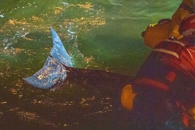 Mladunče kita se nasukalo u Temzi: 