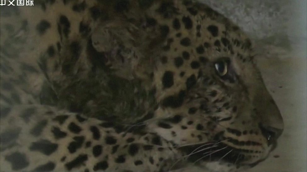 Kina, životinje: Sedam i kusur dana dana potrage za "nièijim" leopardom