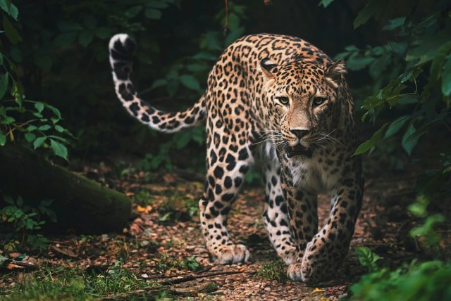 Pobegla tri leoparda - safari park preæutao