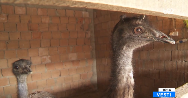 Porodica u Zrenjaninu pripitomila emue: Najveæa pomama za jajima VIDEO