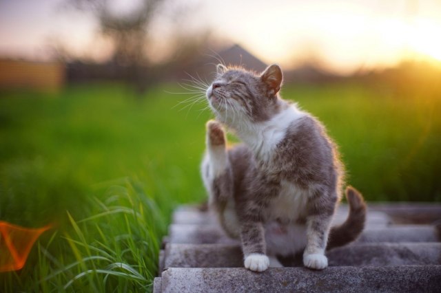Proveravajte mačkama šape - slatke su, ali mogu i da ih bole