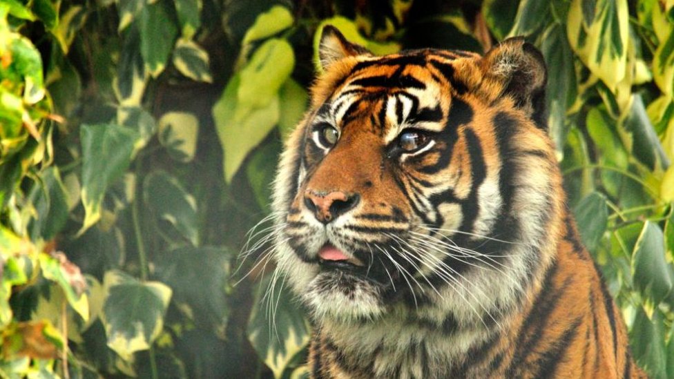 Životinje i veterina: Spaseno oko tigrice u pionirskoj operaciji na Kembridžu