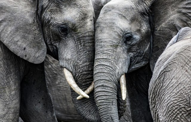 Grom ubio 18 slonova u Indiji