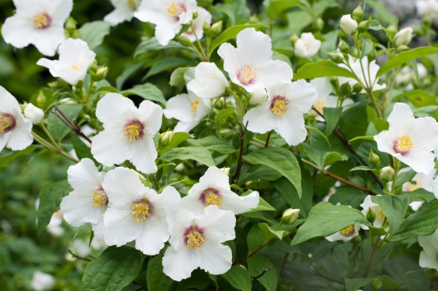 Beli jasmin: Izdržljivi cvet od kojeg će zamirisati i terasa i bašta