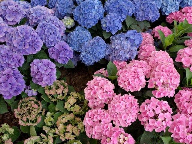 Hortenzija: Lako se neguje i voli mesta zaštićena od direktnog sunca
