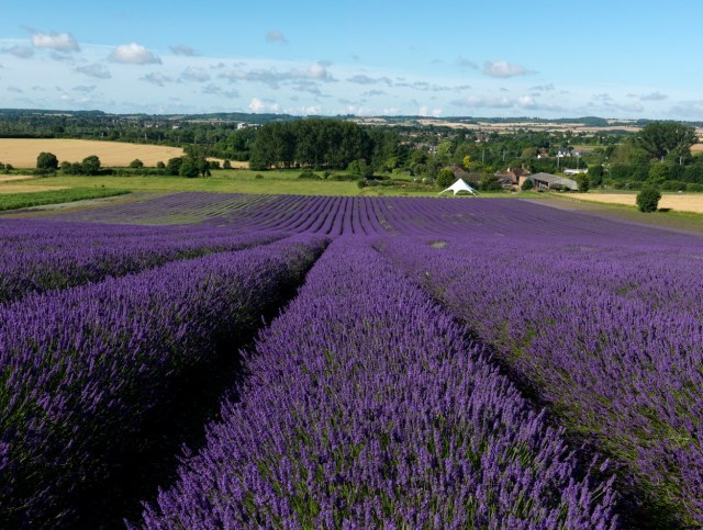 Prošlog leta polje lavande, a ovog leta po Vojvodini se traži nešto drugo