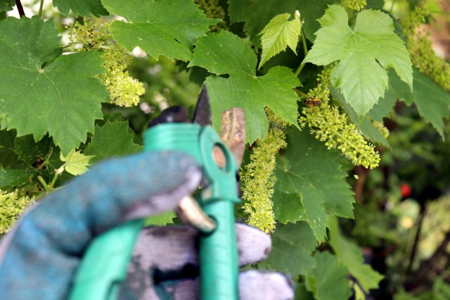 Zelena rezidba u vinogradima Pomoravlja, Resave i Levča