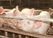 Foto: Depositphotos, Rawlik