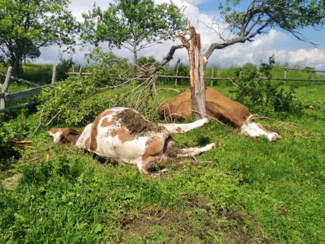 Strašan prizor kod Prijepolja: Grom ubio dve krave koje su se sakrile pod šljivu FOTO