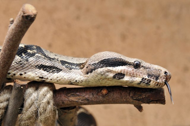 Snimljen slobodan piton na travnjaku Beo-zoo vrta; da li je zmija pobegla? VIDEO
