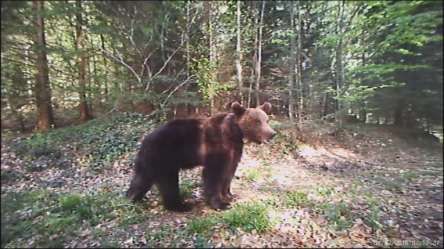 Oči u oči sa medvedom: Poštara na Goliji presrela ova životinja, a onda je počeo da viče i beži
