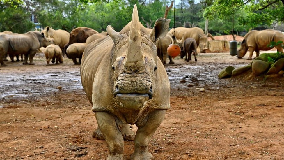 Životinje: Ženka belog nosoroga stigla u Japan u potrazi za partnerom