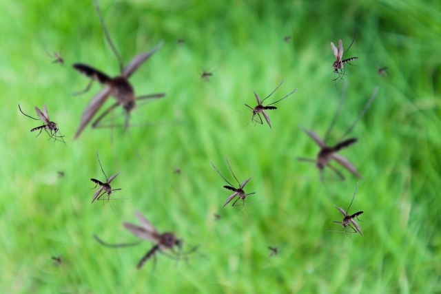Kruševac: Tretman suzbijanja komaraca sa zemlje