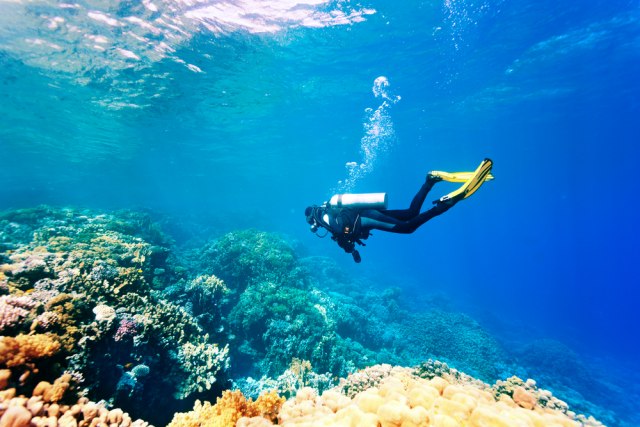 Mediteran postaje tropsko more - koralni grebeni se smanjuju, meduze se množe