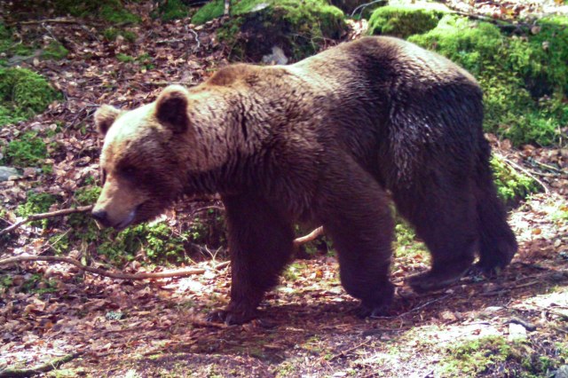Medved ubio čoveka u Slovačkoj - 