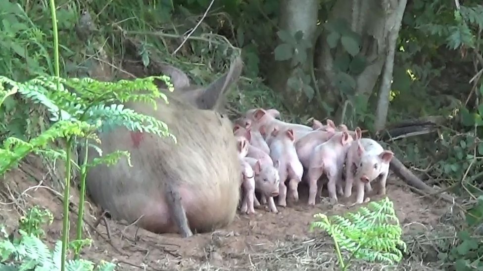 Životinje i zanimljivosti: Bremenita svinja pobegla sa farme da se oprasi u šumi