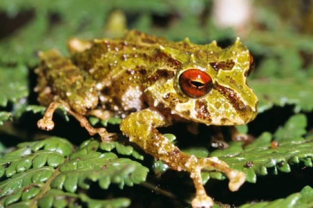 "Led cepelin" - ime nove vrste žabe pronaðene u Andima