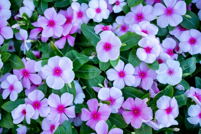 Cvet vinka: Otporna na štetočine, ne zahteva preteranu negu