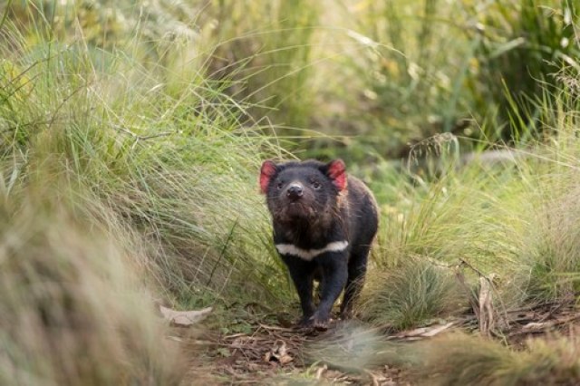 Kada divlji istrebe pitome: Kako su opstali tasmanijski ðavoli?