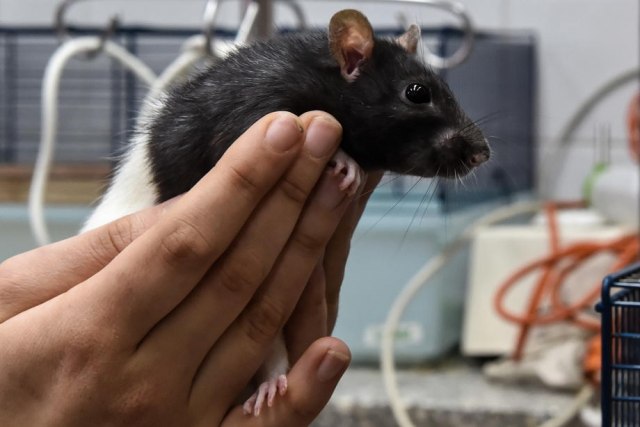 Robijaši evakuisani iz zatvora zbog - miševa VIDEO