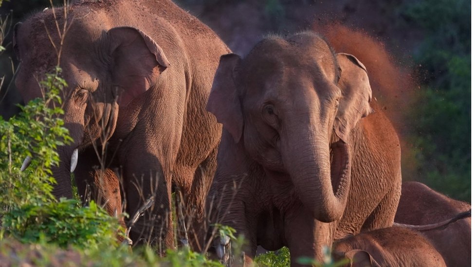 Životinje i Kina: Najduže putovanje slonova koje nauènici ne umeju da objasne