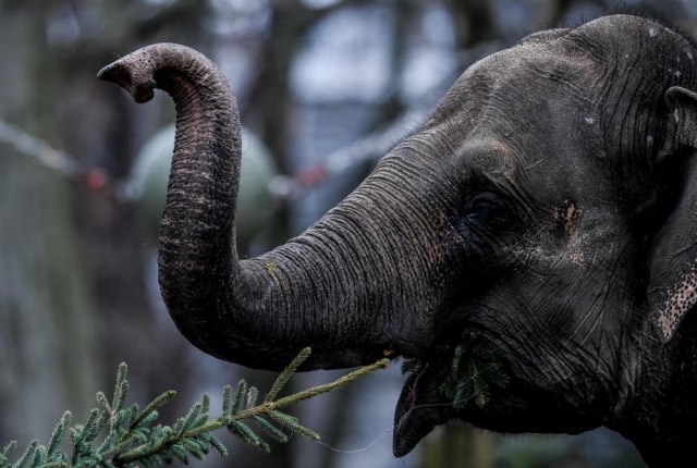Slon ubio 14 ljudi u Indiji