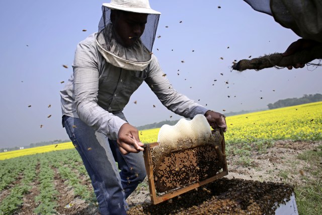 Beograd objavio listu pčelara koji će dobiti podsticaje