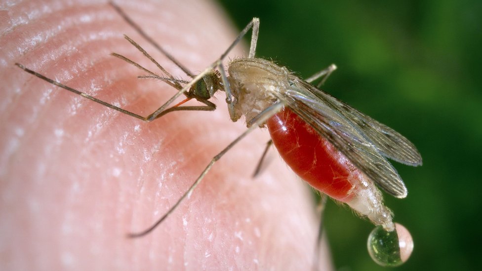 Korona virus, Beograd, teorije zavere i nasilje: Zašto ljudi veruju da Gradska čistoća zaprašuje Kovidom-19, a ne protiv komaraca