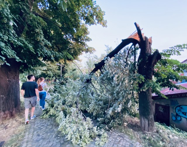 Vetar olujne jačine oborio dva stabla na glavnom pirotskom šetalištu FOTO/VIDEO