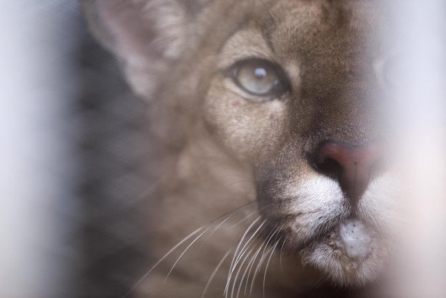 Zver se još uvek šeta slobodno po Sloveniji: Odbegla puma viđena u Pomurju
