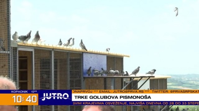 Trke golubova u Beogradu: "Prvi put Svetsko prvenstvo u Srbiji" VIDEO