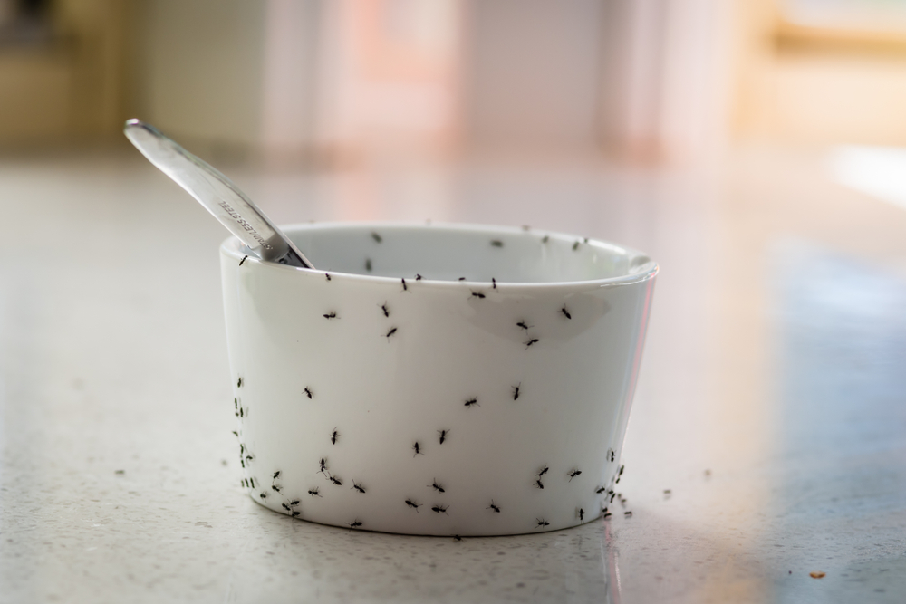 Da li i vi imate problem s mravima: Uz pomoć ovog trika rešićete ih se jednom zauvek!