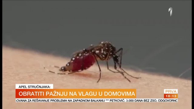 Foto: Printskrin/Prva TV