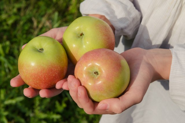 Običaji i verovanja na Petrovdan: Danas se prvim komšijama poklanja jabuka