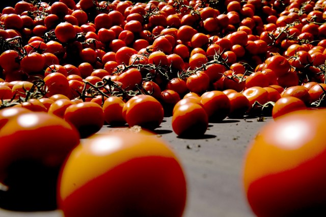Leskovački povrtari ponovo delili paradajz građanima, izneli zahteve VIDEO