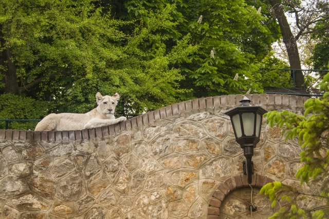 Subotica: Zoo-vrt dobio èetiri mladunèeta laviæa