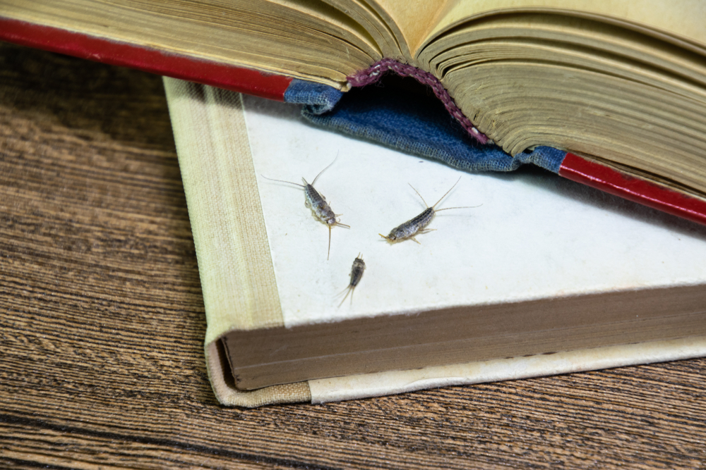 Da li i vi u svom domu viđate ovu bubu: Srebna ribica voli vlažna mesta, a evo šta treba uraditi da biste je se rešili