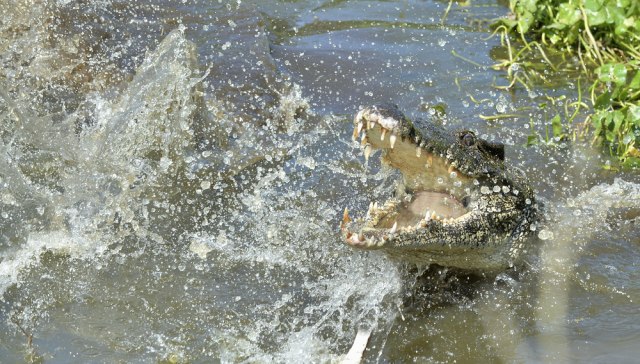 Aligator napao i teško povredio čoveka na Floridi
