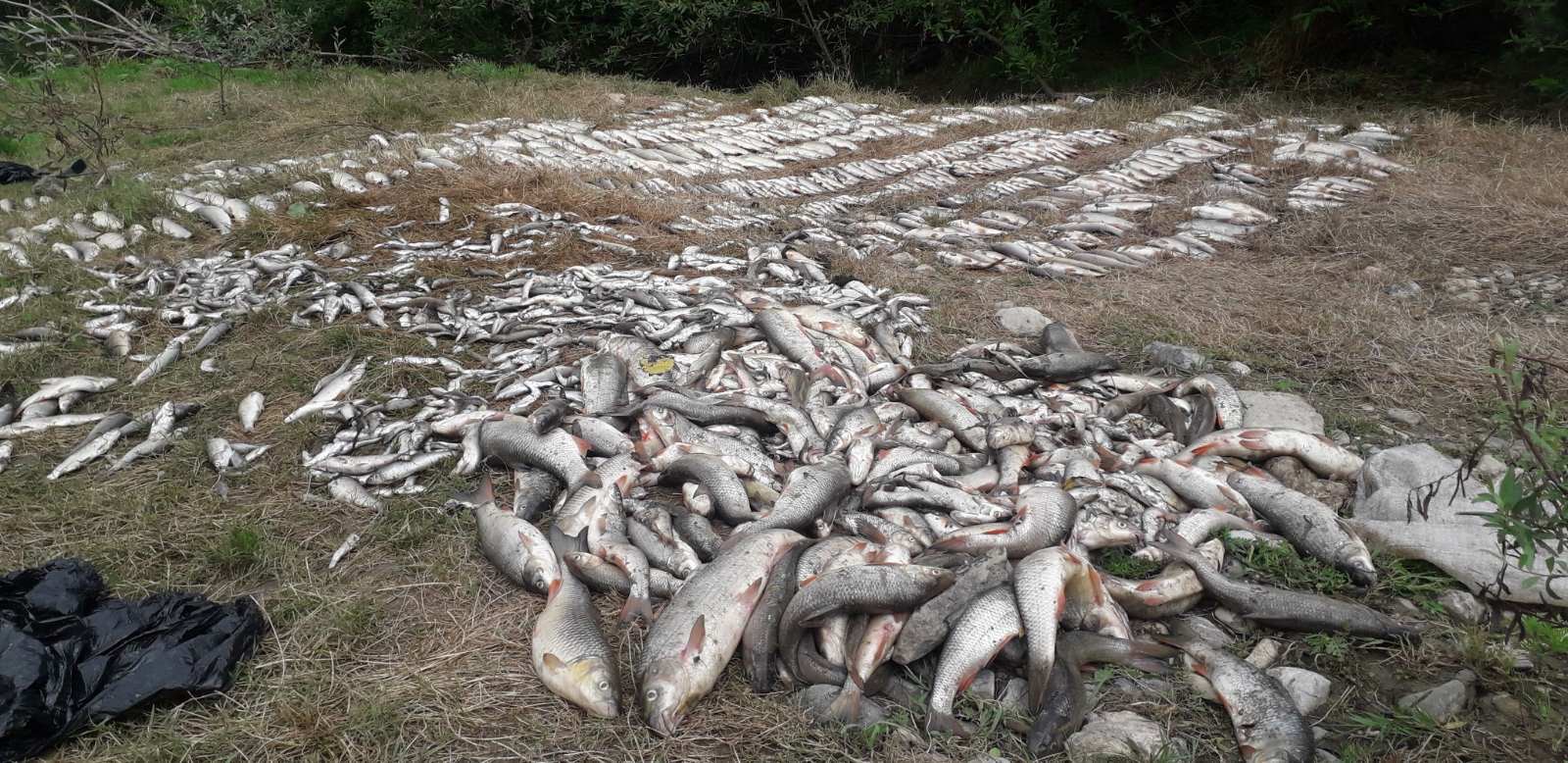 Srbija i ekologija: Pomor ribe u reci Kolubari - "Ljudska bahatost preèesto košta prirodu"