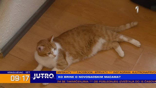 Novi Sad: Koje mace mogu da budu primljene u pansion? VIDEO