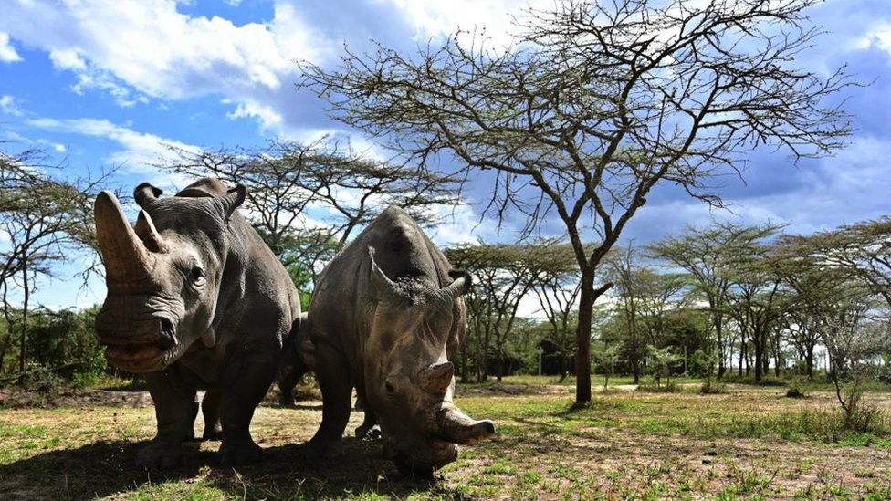 Životinje i vantelesna oplodnja: Kako naučnici pokušavaju da spasu severnog belog nosoroga od izumiranja