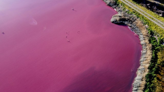 Roze laguna u Argentini – uzrok tome nije lep FOTO