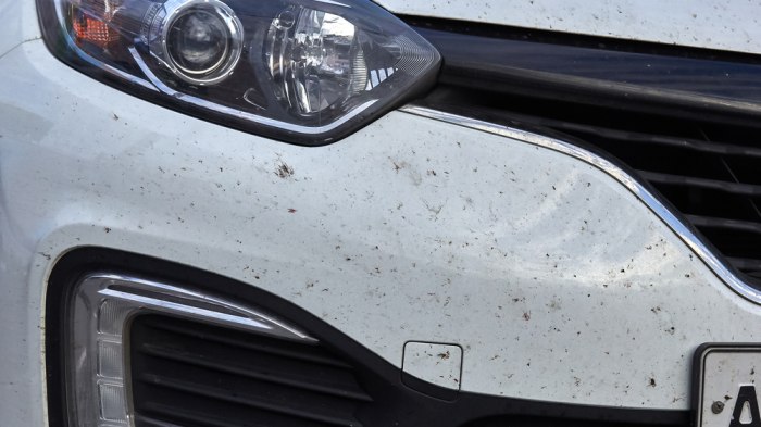Kako skinuti zalepljene i sasušene insekte sa automobila - B92