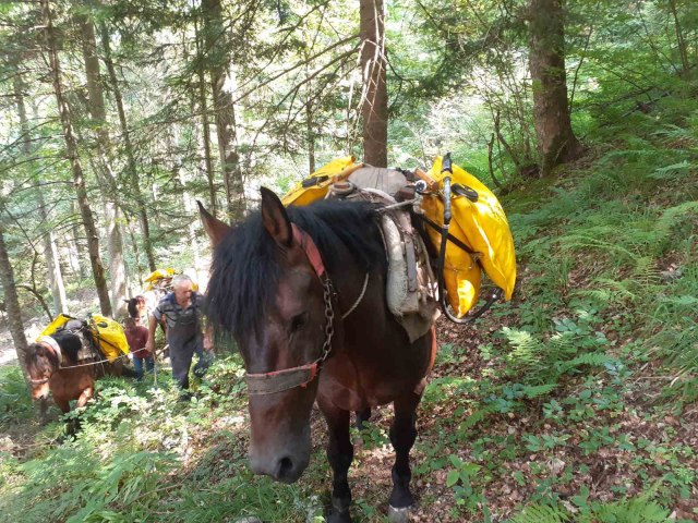 Panèiæeva omorika u opasnosti, izgorela u požaru: Vatrogascima u pomoæ pritekli i konji FOTO