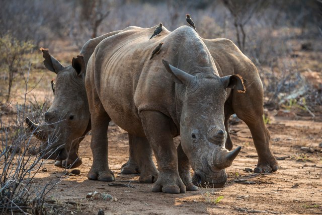 Nauènici našli naèin da spasu vrstu severnog belog nosoroga
