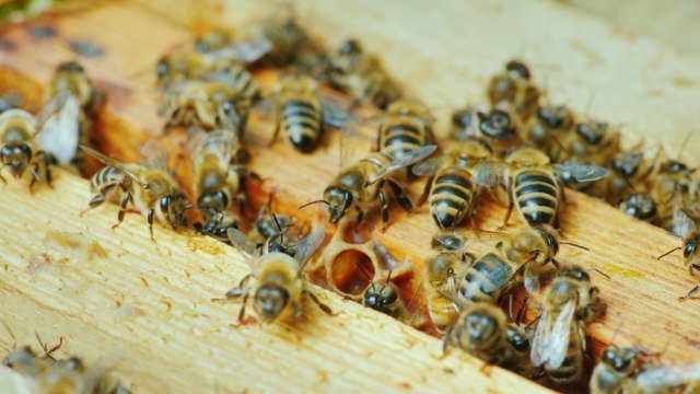 Muškarac u Arizoni umro od uboda roja pčela