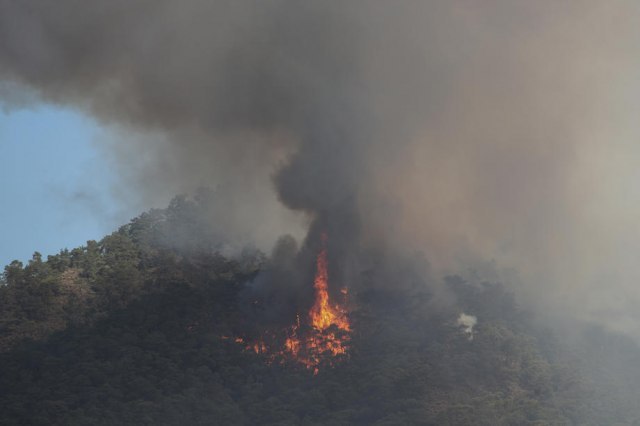 Grčki vatrogasci se bore sa vatrom, izgorele šume, maslinjaci; Toplotni talas otežava gašenje VIDEO