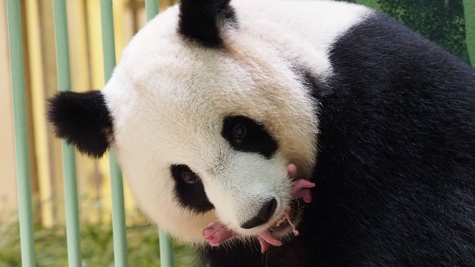 Francuska i životinje: Dva mladunèeta pande roðena u zoološkom vrtu