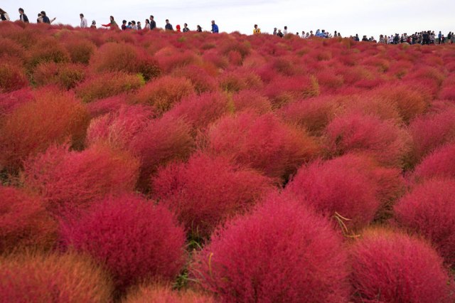 Sve boje Japana: Vrt u kojem raste crveno čupavo grmlje i cveće plave boje FOTO